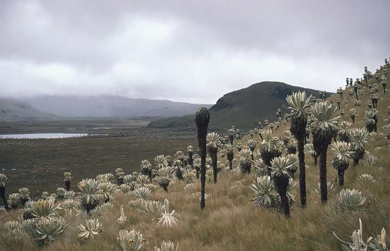 561_Paramo El Angel (3600 m).jpg